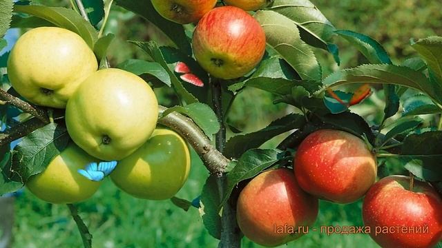 Яблоня обыкновенная Россошанское багряное-Спартан-Кандиль Орловский-Мелба ? как сажать, саженец смотреть онлайн