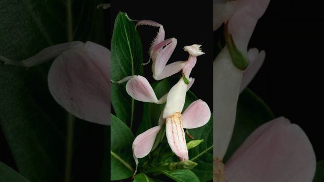 Nature's Master of Deception The Orchid Mantis