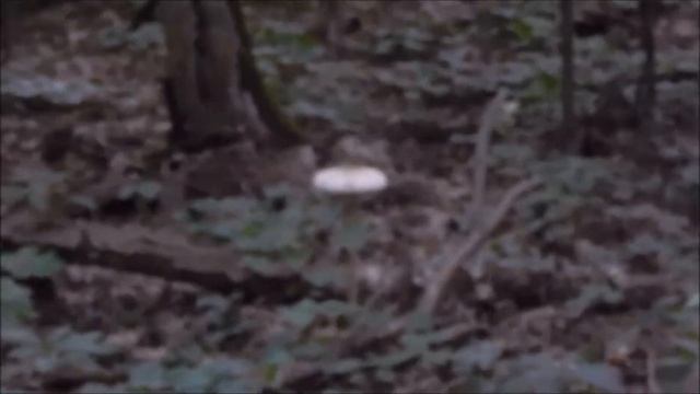Нашел в лесу огромные грибы - Лангермания