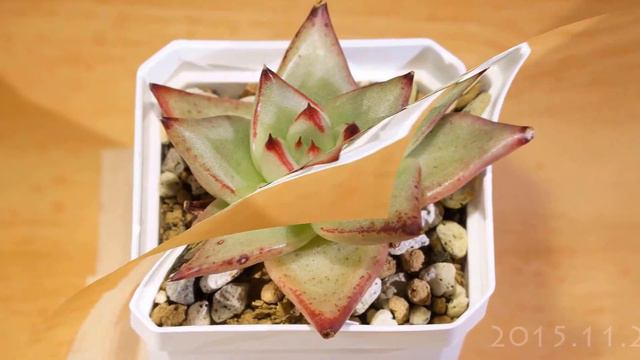 《多肉植物》エケベリア エボニー 2015-2016 Succulent Echeveria Ebony timelapse смотреть онлайн