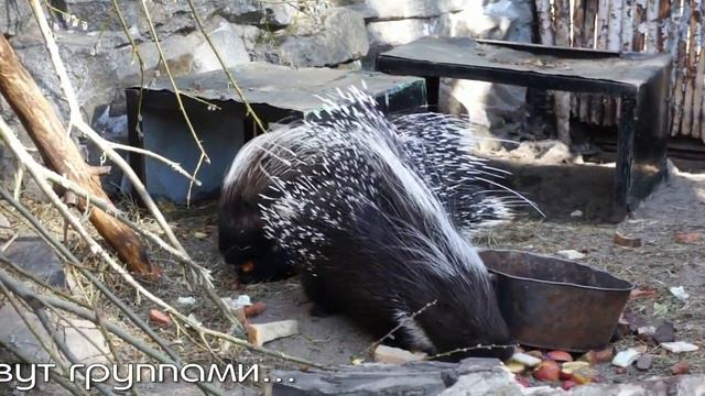 Хохлатый дикобраз настолько ли опасен?