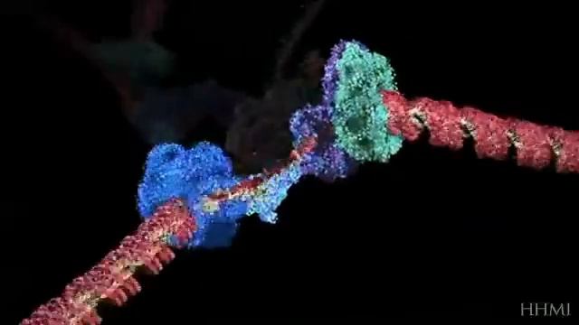 DNA Replication смотреть онлайн