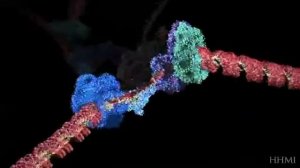 DNA Replication