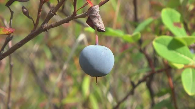 Один год из жизни ГОЛУБИКИ. This is one year in the life of BLUEBERRIES
