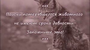 ЧТО ДЕЛАТЬ КОГДА ПРОПАЛА КОШКА Lose a pet What to do