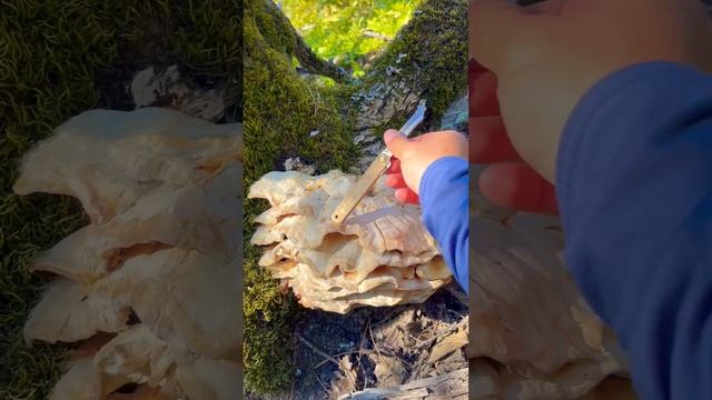 Laetiporus sulphureus. The mushroom is unusual. Boletus sulphureus. Трутовик серно-жёлтый.?