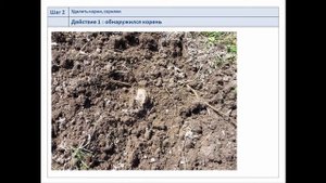 Как сделать умную грядку