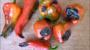 Гниет перец на кустах Срочно посмотрите это видео