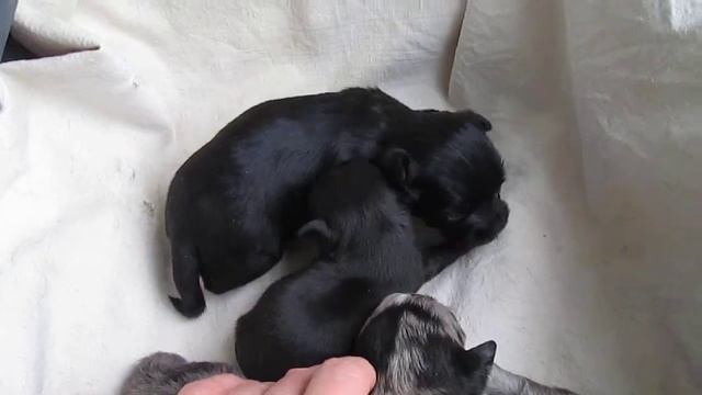 мраморные щеночки чихуа, сравнение размера в 17 дней! смотреть онлайн