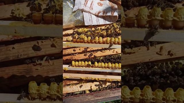 Начинается сезон сбора пчелиного маточного молочка #bee #honeybee#маточноемолочко