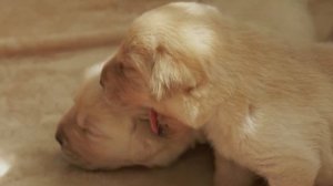 Музыка для нервных собак - успокаивающая музыка сна, глубокое расслабление музыки для вашего питомц