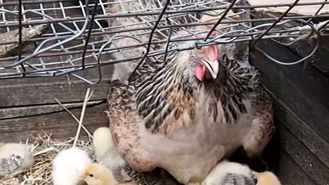 НЕДЕЛЬНЫЕ ЦЫПЛЯТА.Видео Татьяны Крестьянсковой. смотреть онлайн