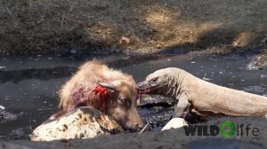 Komodo Dragon attack