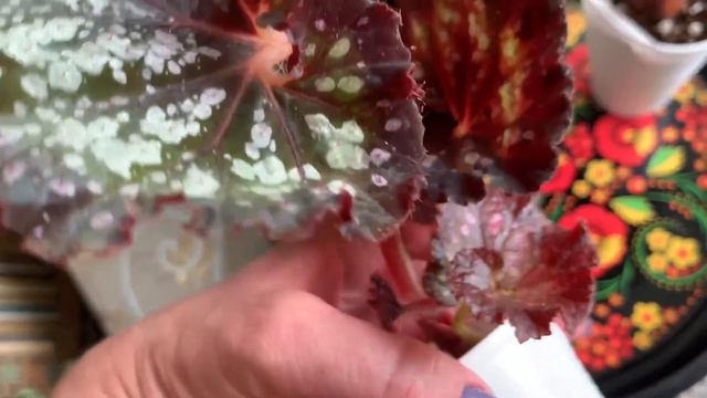 Новенькие бегонии от Елены с канала «Цветы-это радость». смотреть онлайн