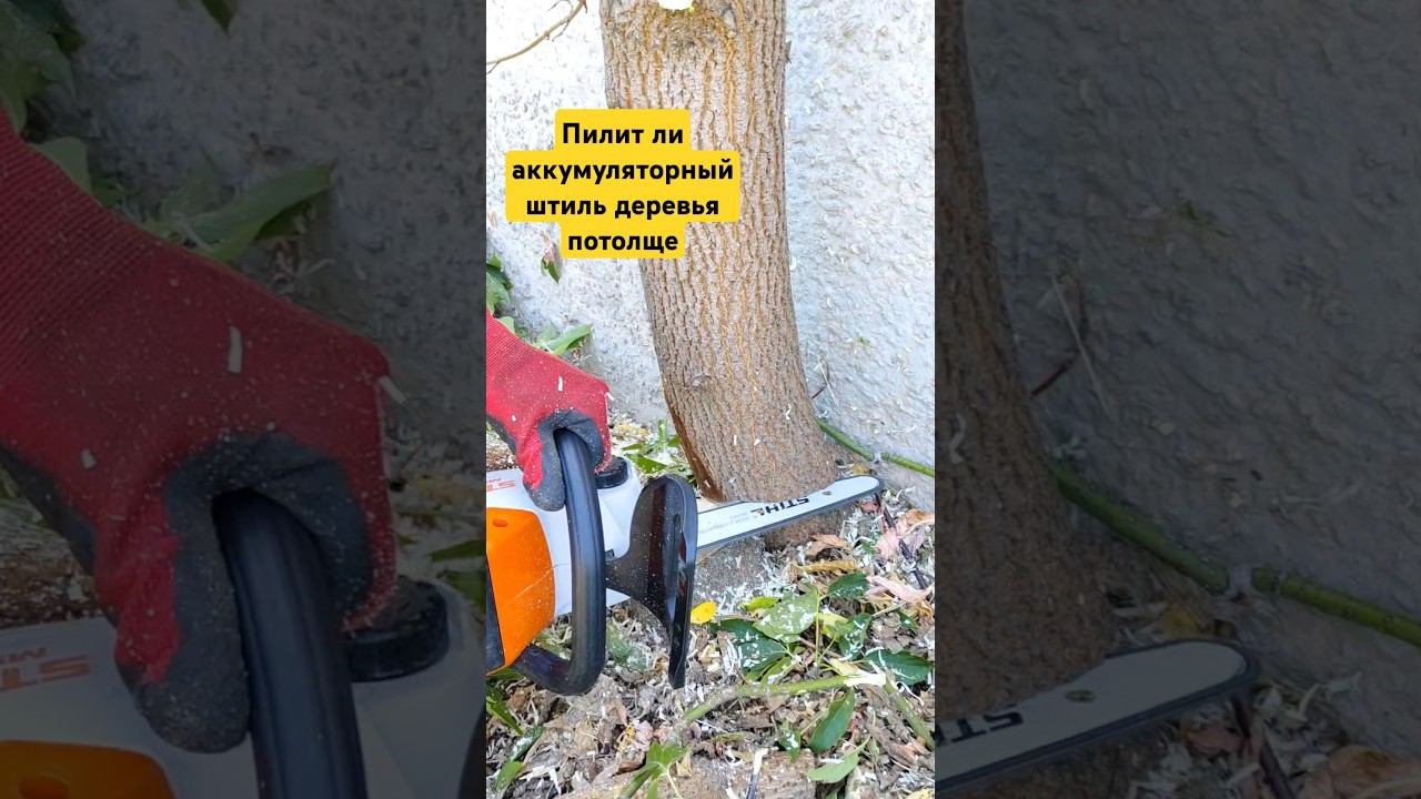 Как пилит аккумуляторная пила толстый клён #дача #клён #сад #участок #garden #природа #топиарий