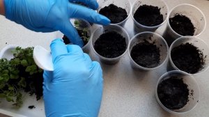 Колеус из семян / Как посеять колеус / Колеус ,выращивание из семян