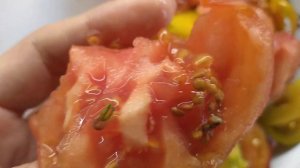 ПОЧЕМУ СЕМЕНА  ПРОРАСТАЮТ ВНУТРИ ПОМИДОРА