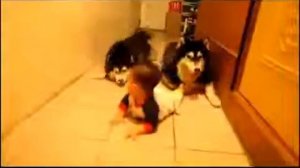 Собаки учат малыша ползать