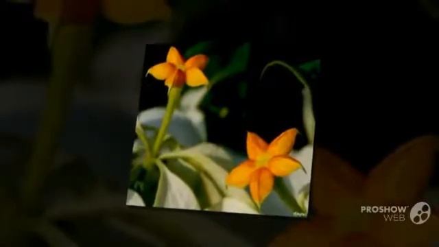 Mussaenda - garden plants смотреть онлайн