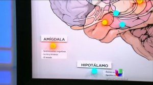 Depresión y cerebro, actores de una dramática enfermedad