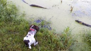 Русский охотничий спаниель Томас. Первое знакомство с водоёмом.