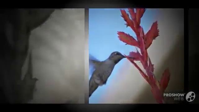 Цветы Тилландсия (Tillandsia flower)