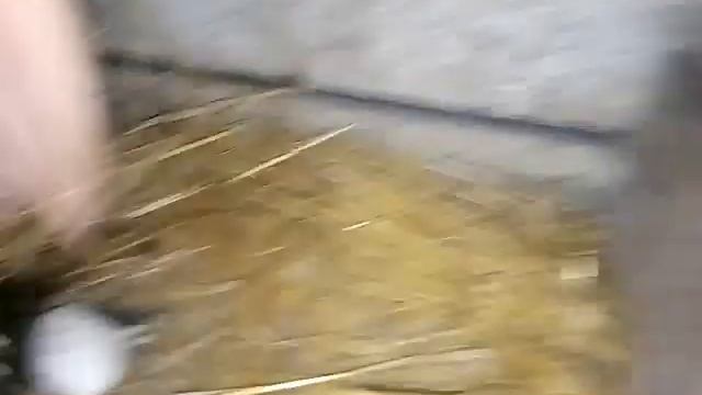Срочно нужно кормить кур и собирать яйца .