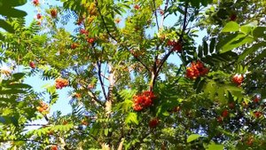 Красная Рябина. Дерево Рябина в Лучах Солнца. Красная Рябина на Фоне Синего Неба. Летние Футажи