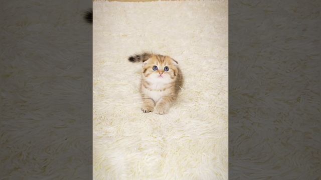 Вислоухая золотая шиншилла