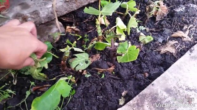 Выращивание лимона дома/ Лимон/ Как вырастить лимон в домашних условиях