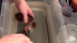 Рождение Акулы, в домашних условиях!