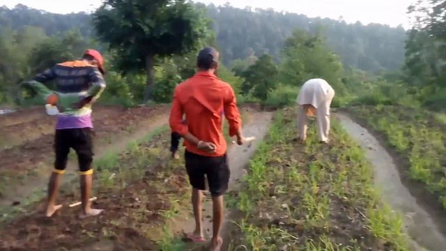 Stevia cultivation promoted by farmer club in india смотреть онлайн