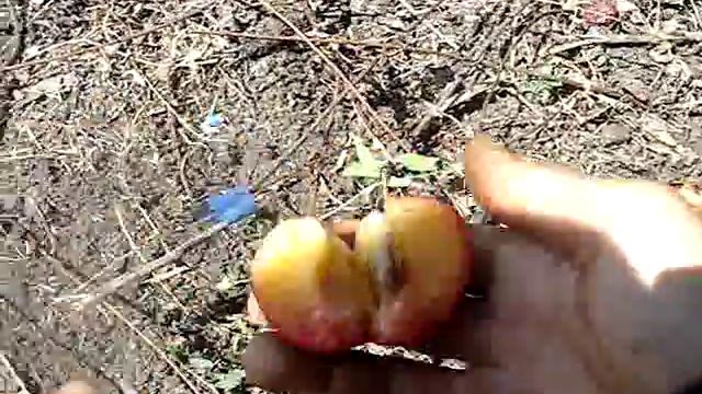 Сорт сливы Озарк Премьер 2015 смотреть онлайн