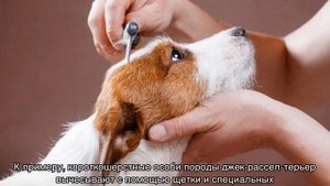 Как ухаживать за щенком без матери в первый месяц