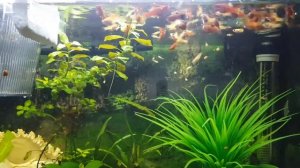 Меченосцы и Гуппи в одном аквариуме. V 06 Schwertträger und Guppy.