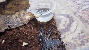 Кормим фрина