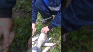 Отдых и рыбалка в Башкирии. Волково