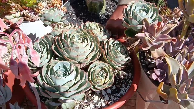 Suculentas a intemperie super hermosas #echeveria #aeonium #graptopetalum смотреть онлайн