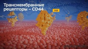 Механизм действия Флексотрон Кросс