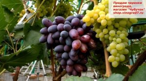 Виноград Торнадо- ворвется в вашу жизнь крупными ягодами и гроздями- посадите, попробуйте его!