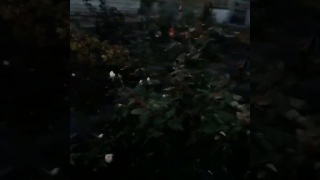 ГОЛУБАЯ МЕЧТА ! ПОКУПКА НОВЫХ САЖЕНЦЕВ ДЛЯ САДА #блюдаймонд #гельдриха малинки #саженцы смотреть онлайн