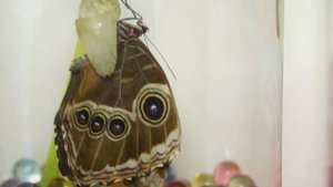 Бабочкариум! Из куколки Родилась бабочка Морфо. Домашний Бабочкарий