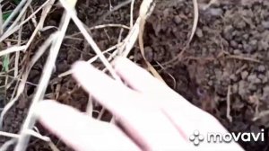 Коп по чермету 2019. Заброшенная тракторная стоянка.Копаем чермет, цветмет с металлоискателем