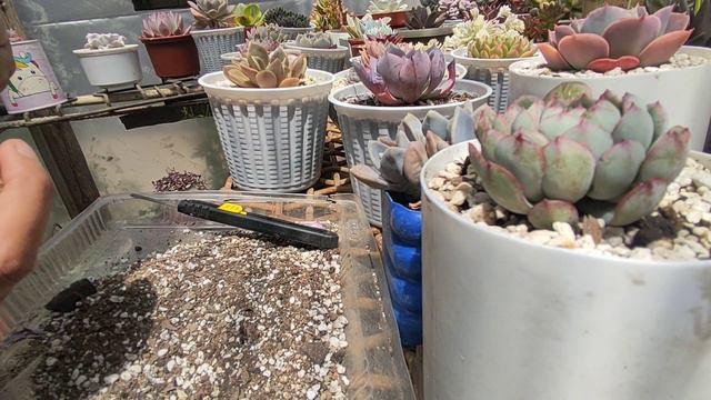 🌸Echeveria Azulita 🌸/ Mantenimiento  #suculentas #echeveria #suculentasbrasil смотреть онлайн