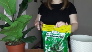 Как пересадить Фикус Лирата. Какой грунт нужен для Фикуса Лирата