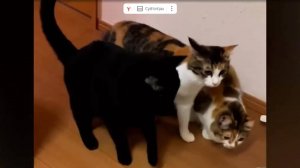 Смешные видосики