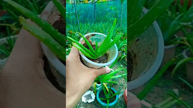 Cut  Aloe Vera At Home | Beautiful Aloe Vera Growing  #AloeVera#98