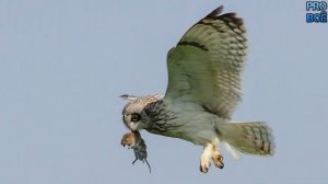 Интересные факты о совах.  Виды совообразных птиц и их особенности.