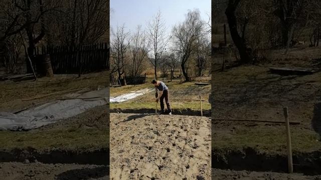 Лайфхак. Как палкой легко и быстро посадить картофель смотреть онлайн