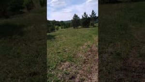 Собираем майские травы для чая